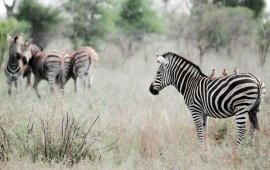 Zebra And Friends