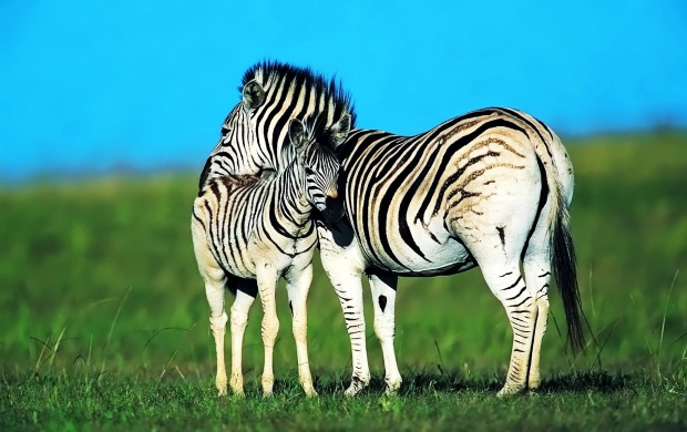 Zebra in Grassland