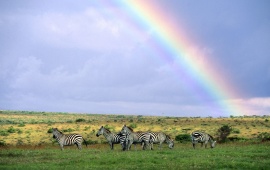 Zebra Rainbow