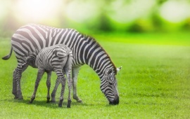 Zebra With Young One