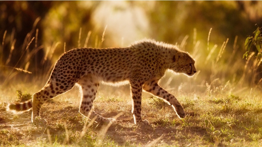 Africa Cheetah Wild Cat