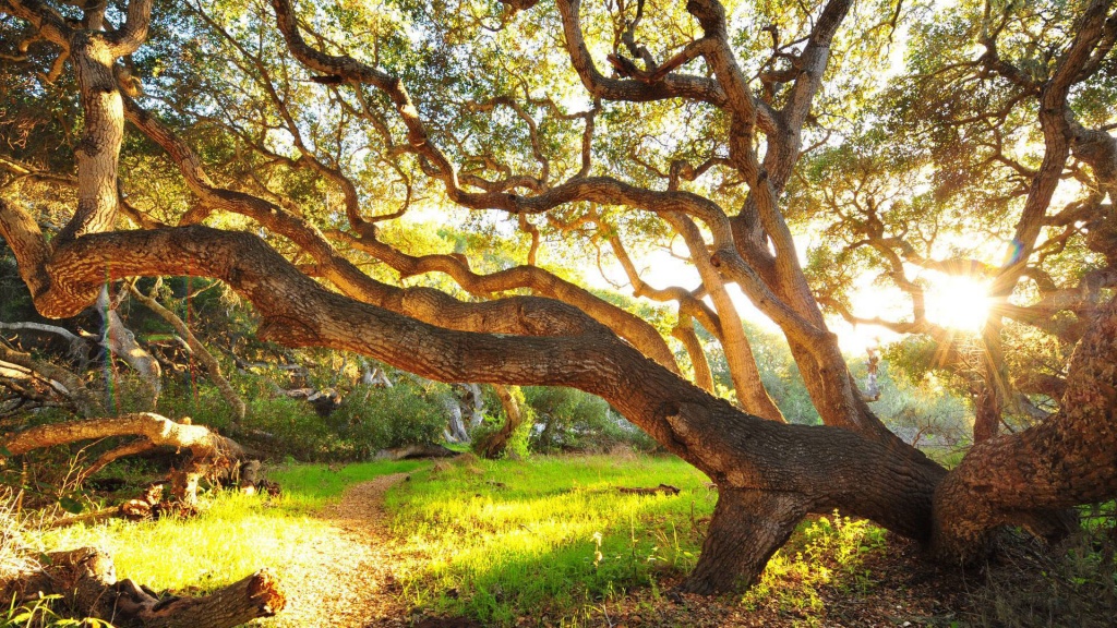 Amazing Sunshine Through Branches