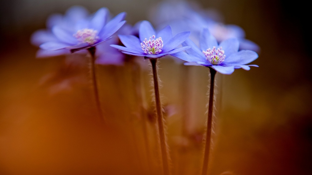 Anemone Hepatica Flowers Spring