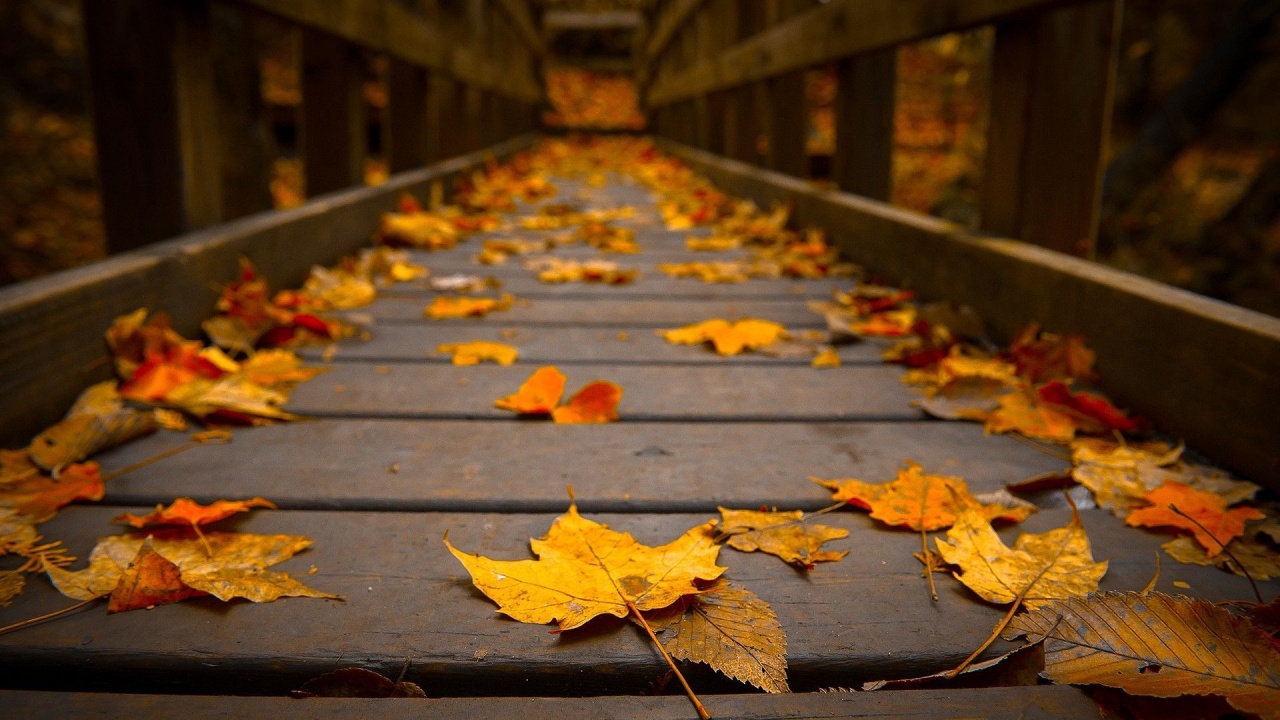 Autumn Leaves on a Bridge