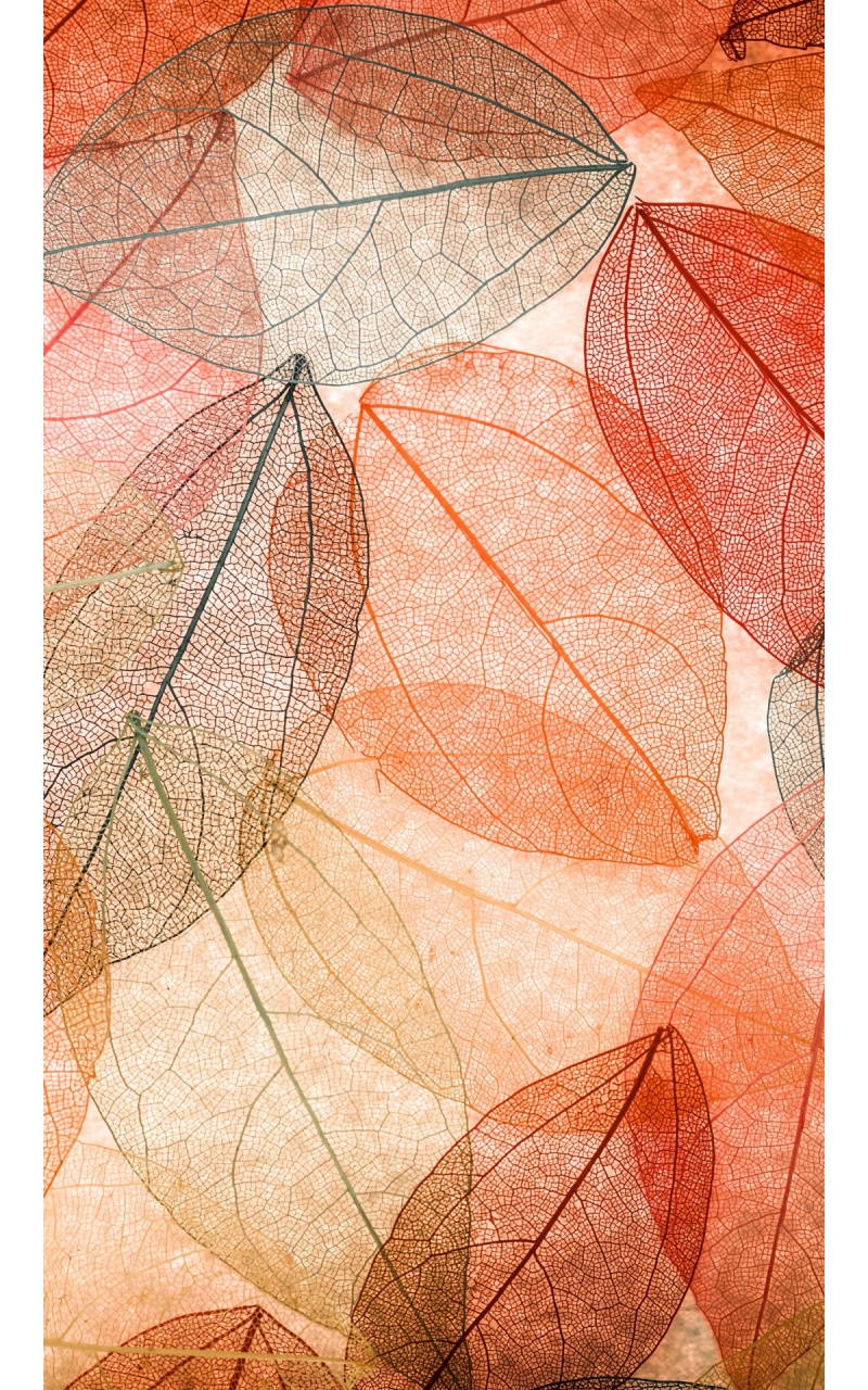 Autumn Leaves Transparent Abstract