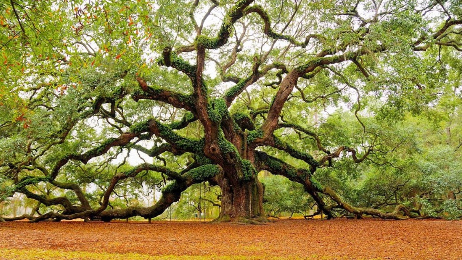 Awesome Angel Oak Tree