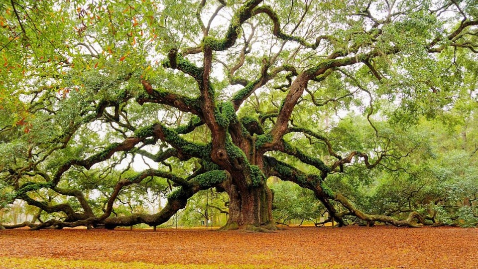 Awesome Angel Oak Tree