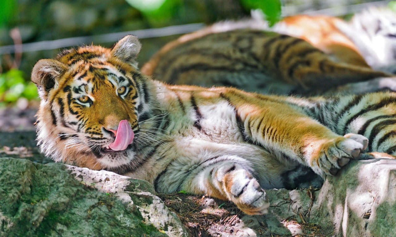 Baby Tiger Lying On Stones