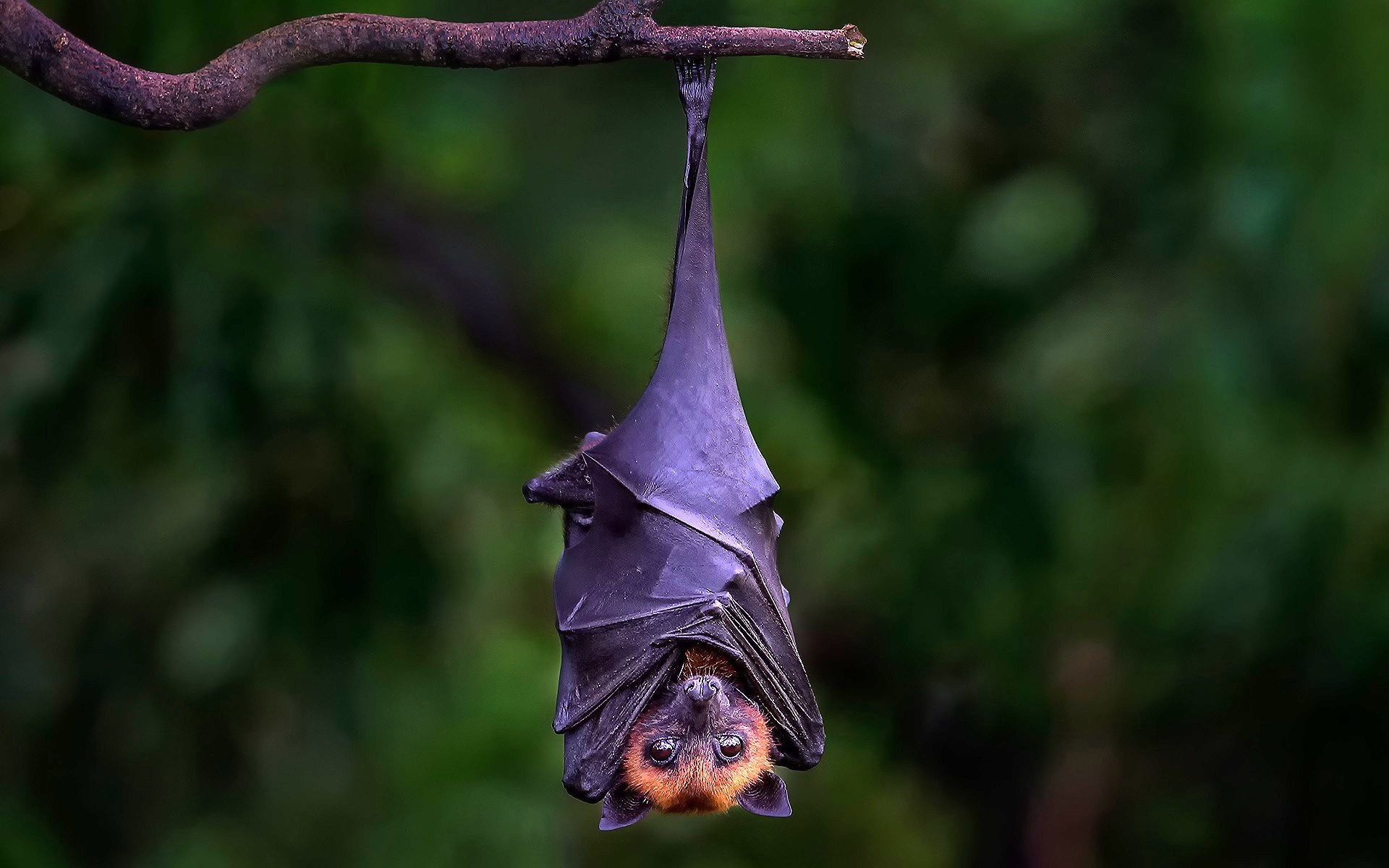 Bat Hanging Upside Down On Branch