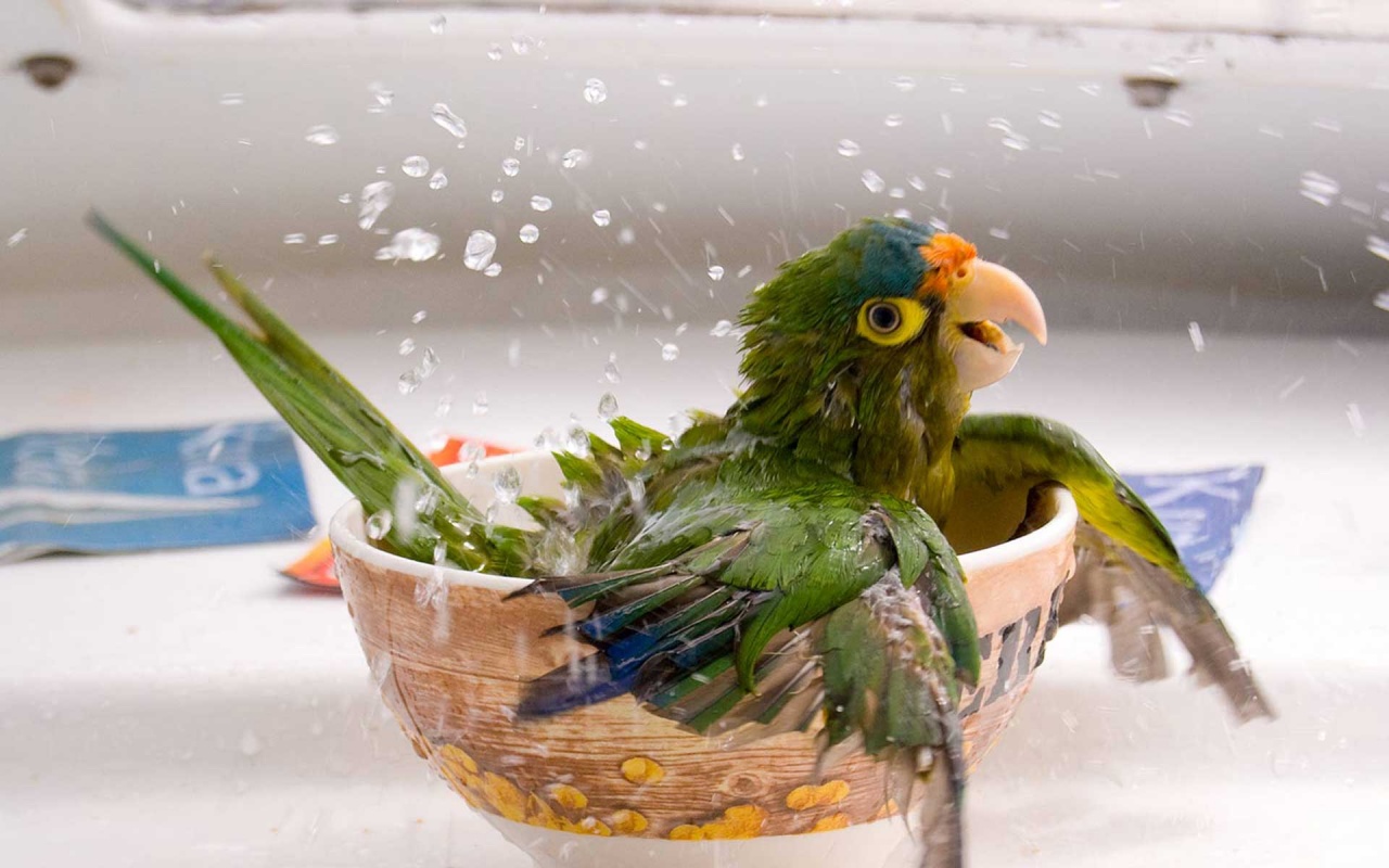 Bathing Parrot