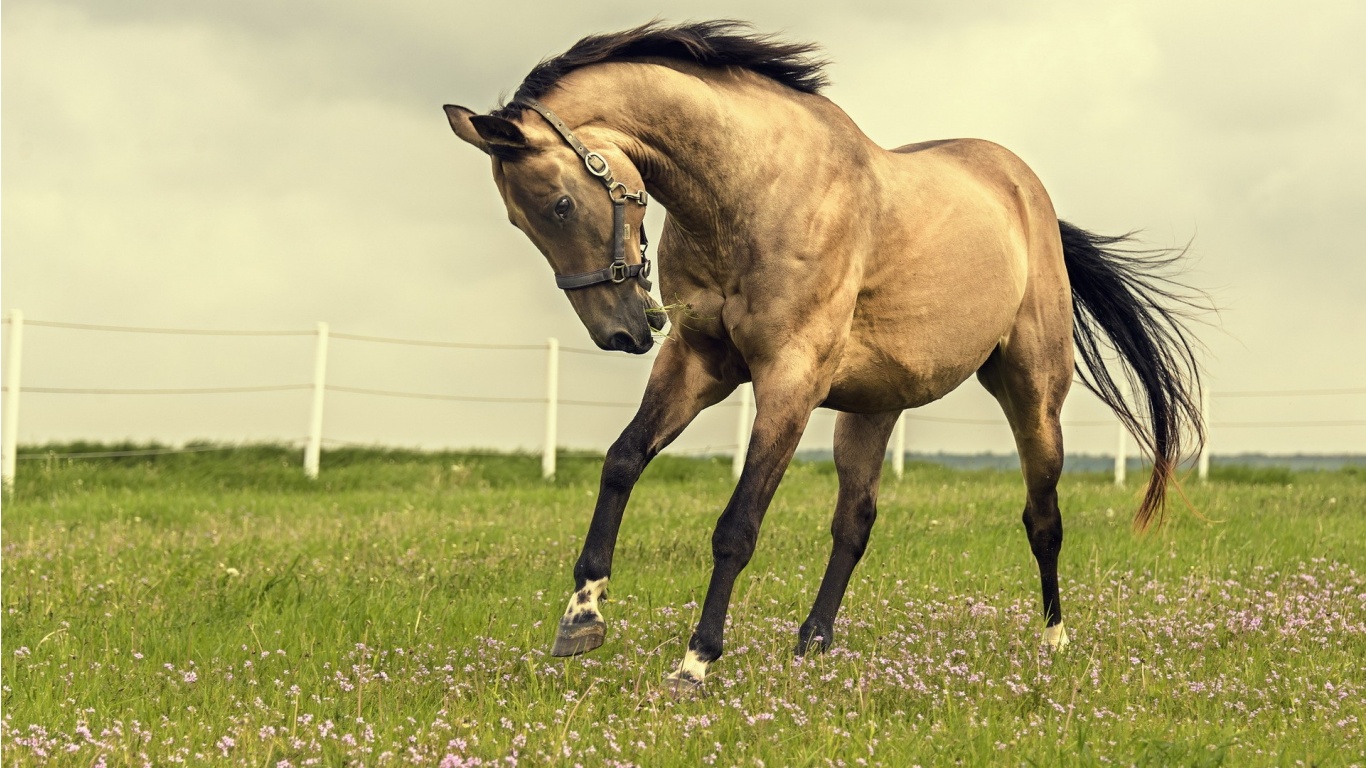Beautiful Horse In Grass Field