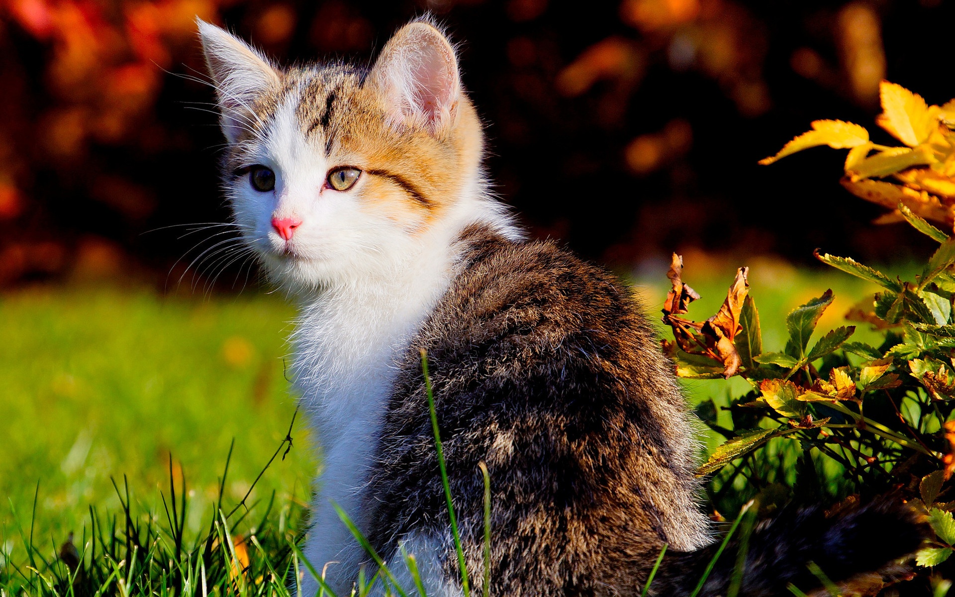 Beautiful Kitten