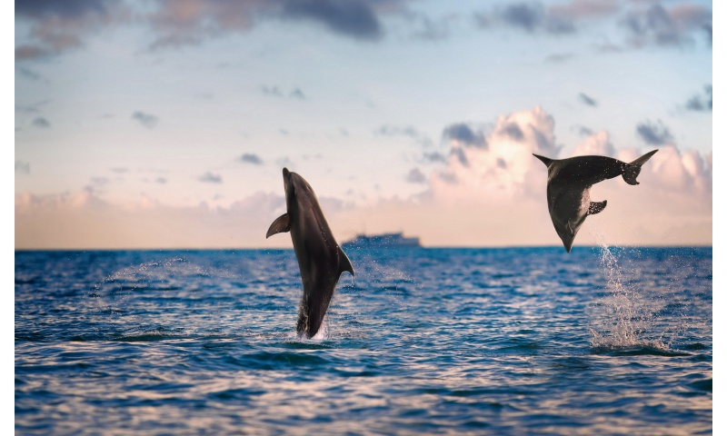 Beautiful Sea Dolphins