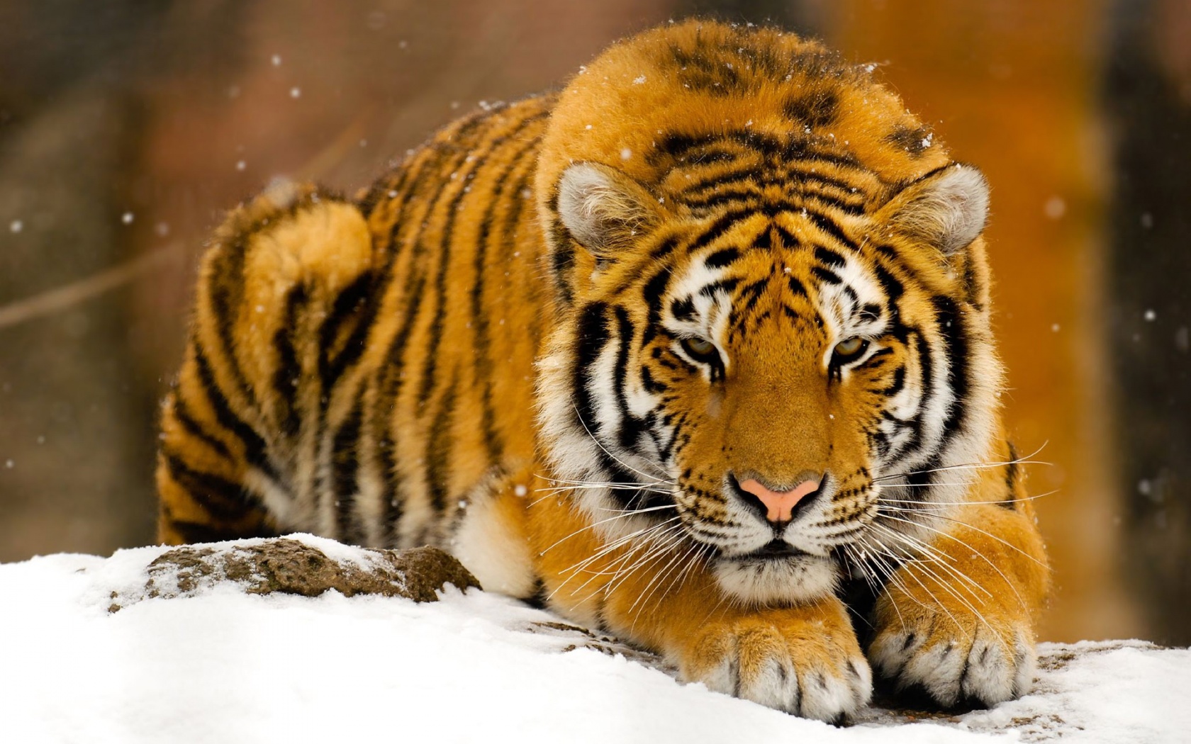 Beautiful Siberian Tiger