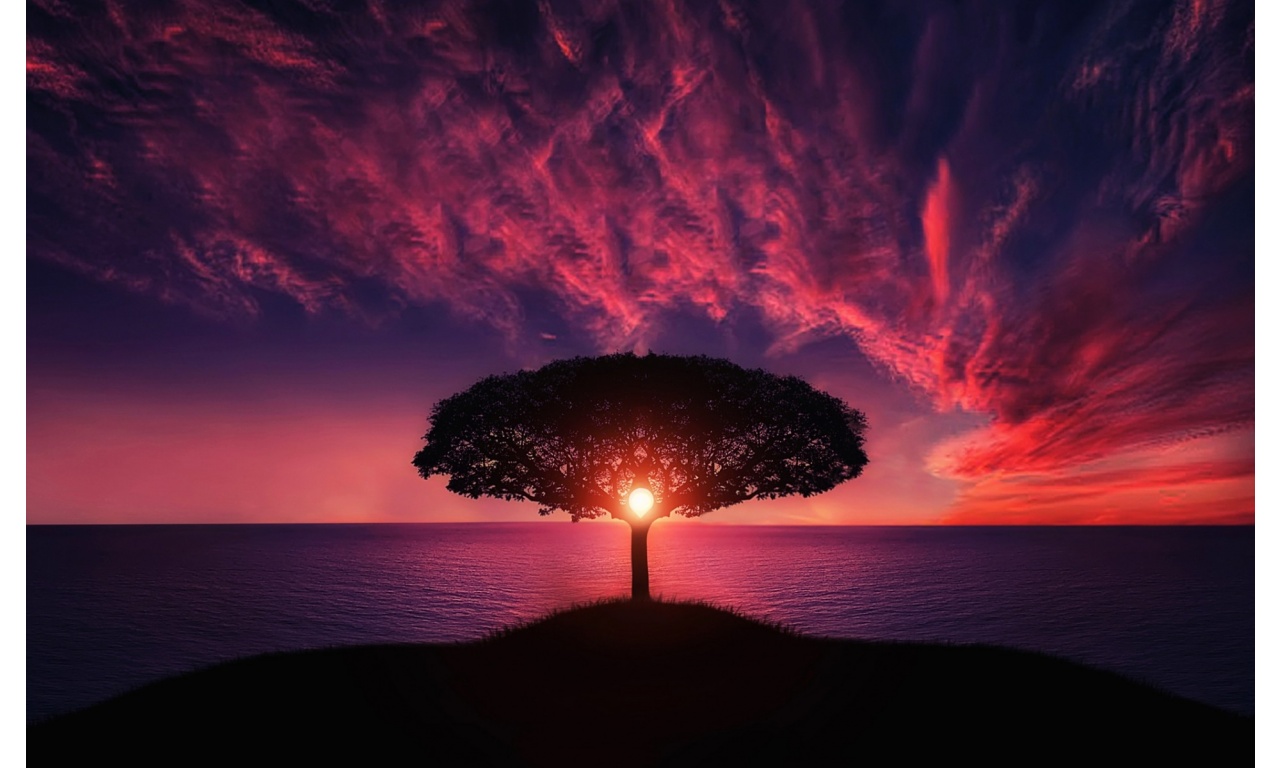 Beautiful Sunset Tree Landscape