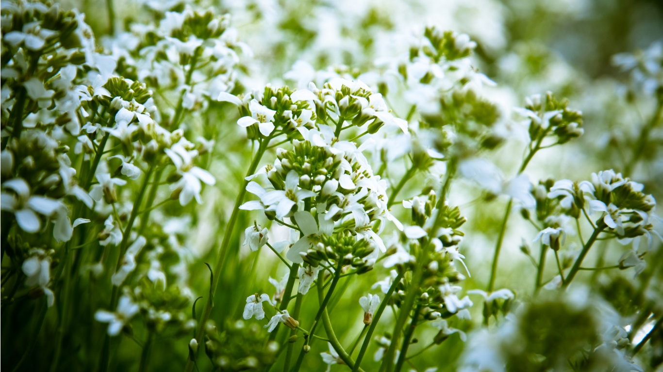 Beautiful White And Green Flowers Wallpapers - 1366x768 - 342373