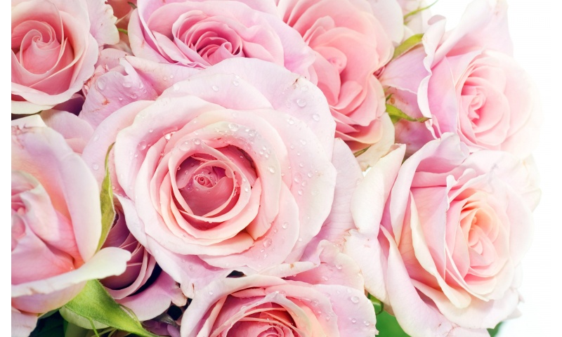 Best Pink Roses