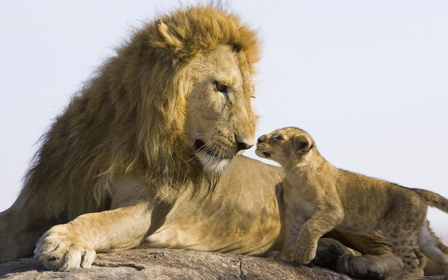 Big Lion & baby Lion