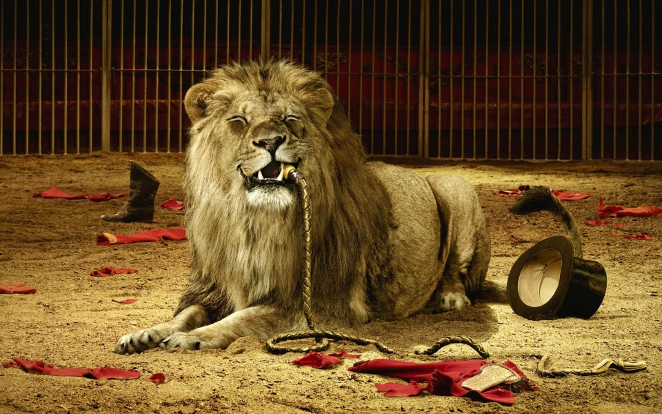 Big Lion With Rope
