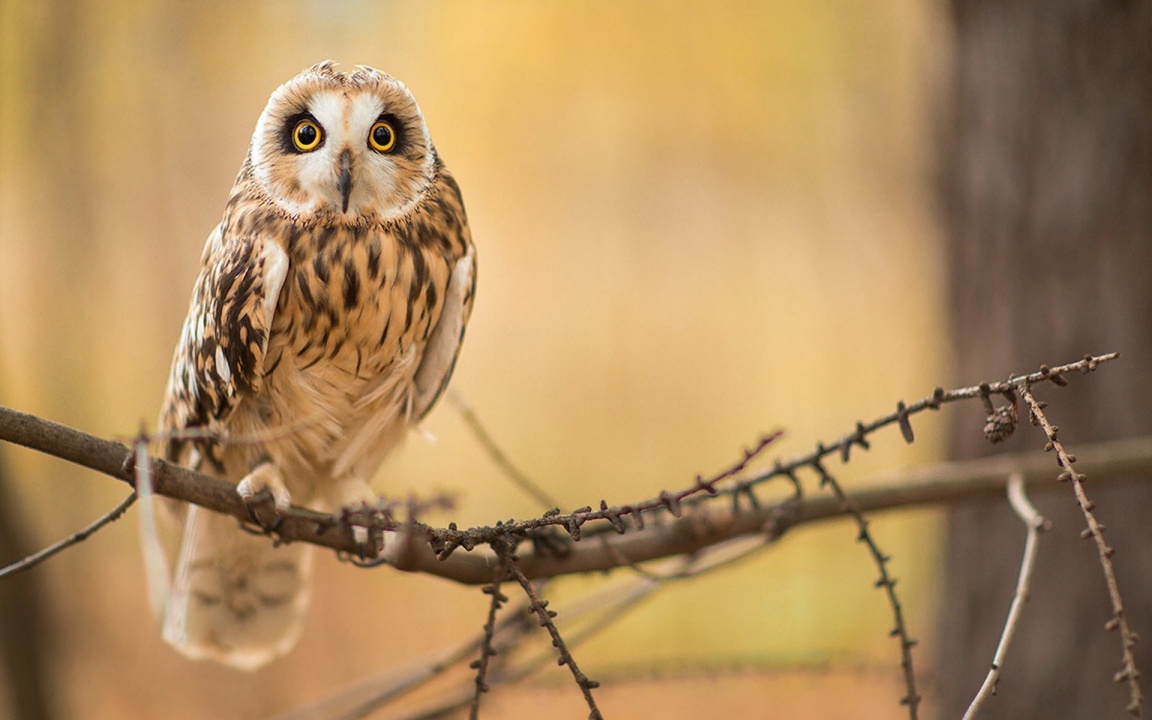 Bird Owl Branch