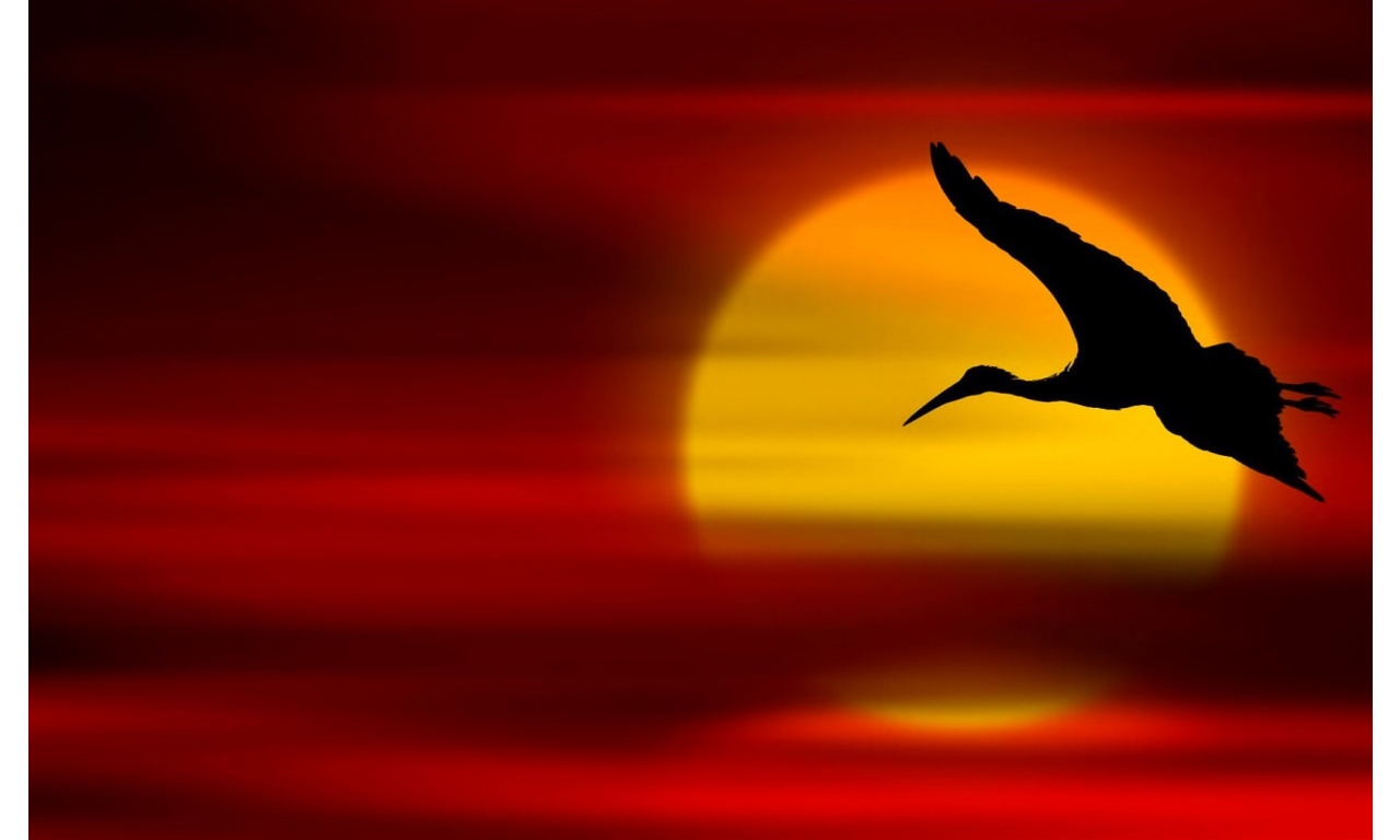 Bird Sunset Flying