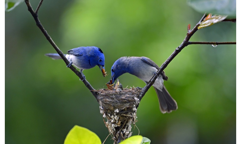 Birds Eating Baby Nest Branch