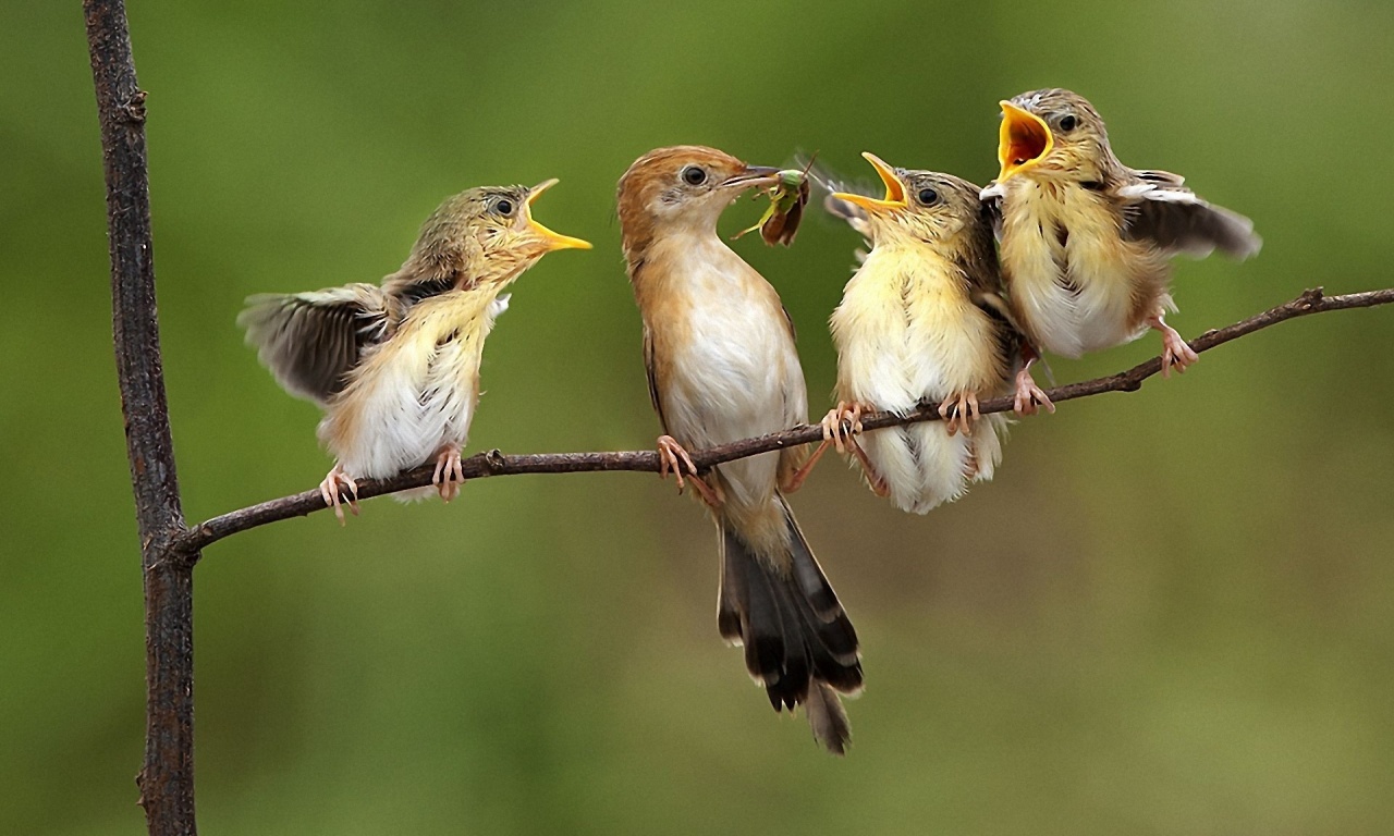 Birds Feeding Babies