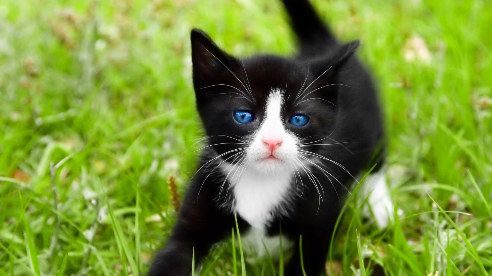 Black Kitten Playing in the Grass