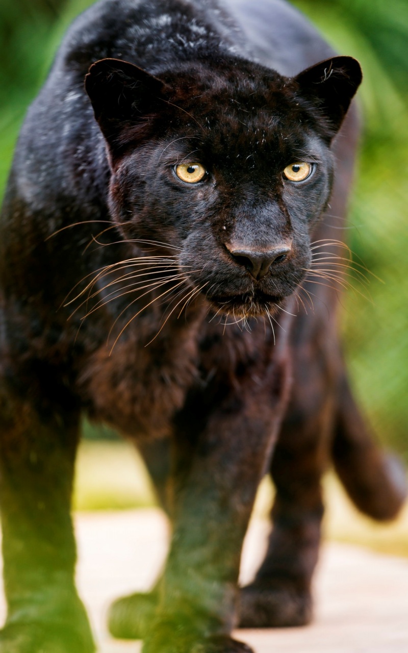 Black Leopard Looking At Me