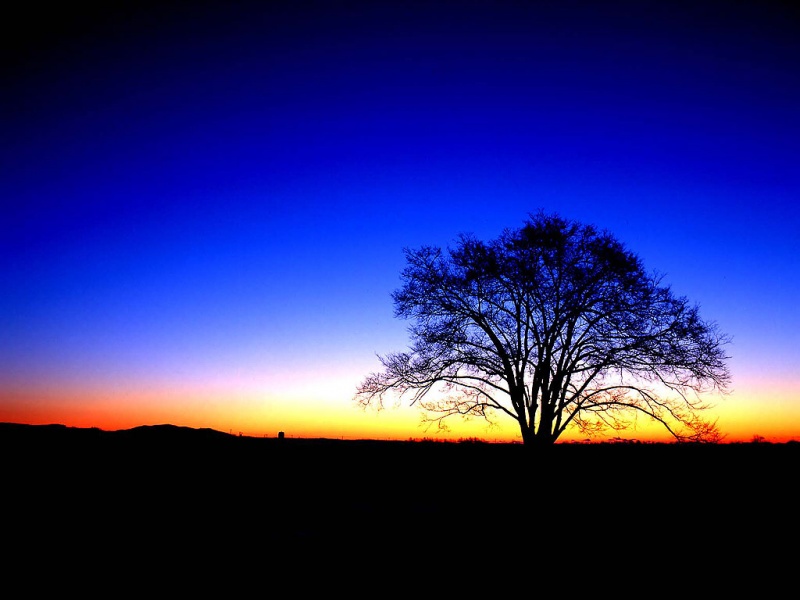 Blue Sunset And Tree
