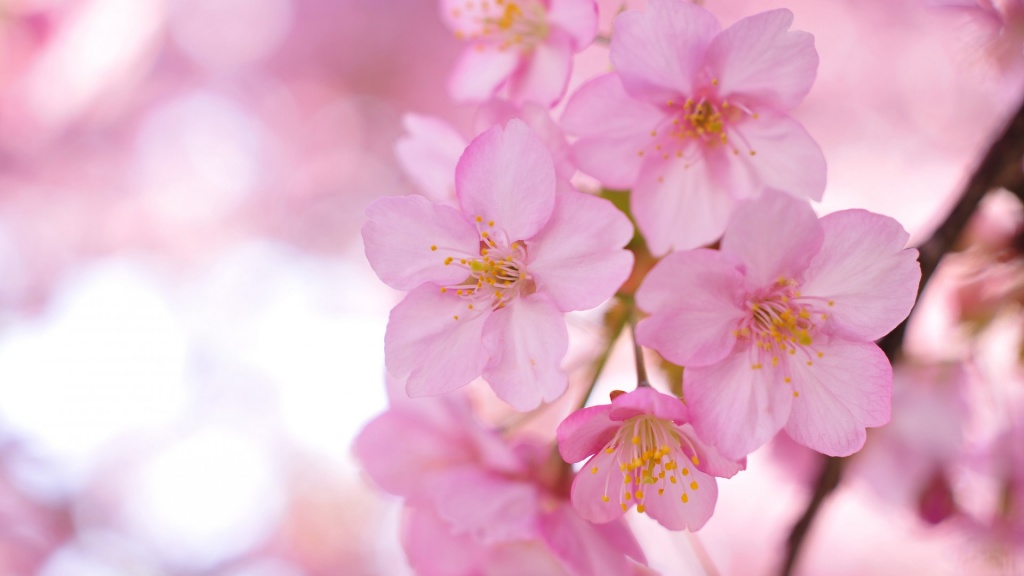 Blurring Sakura Pink Flowers