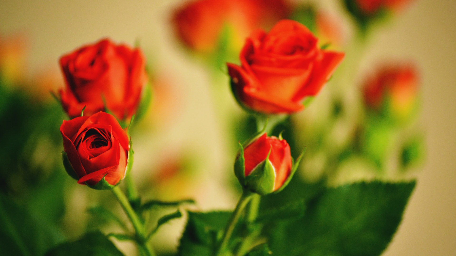 Bouquet Of Red Roses Wallpapers - 1920x1080 - 481379