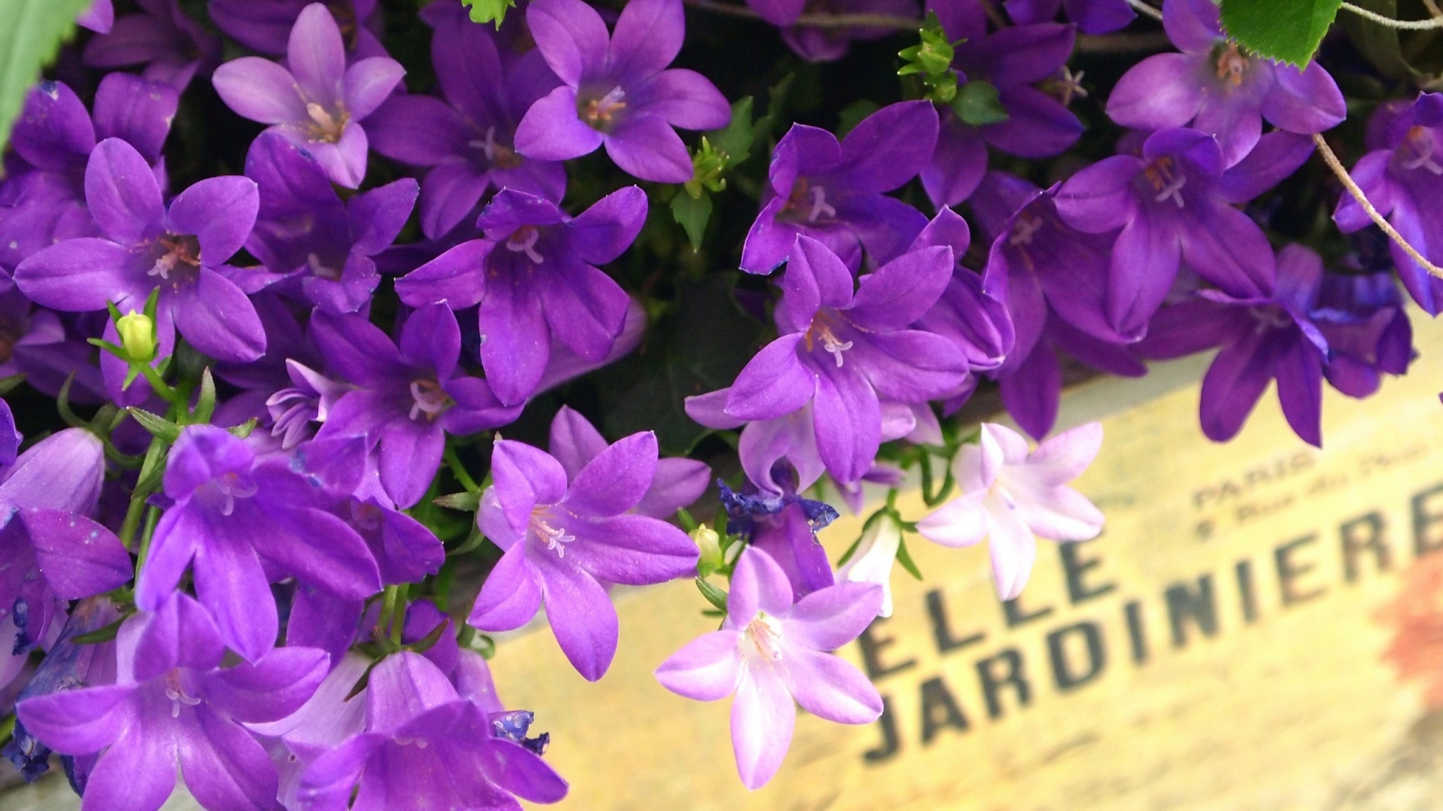 Box In Purple Flowers