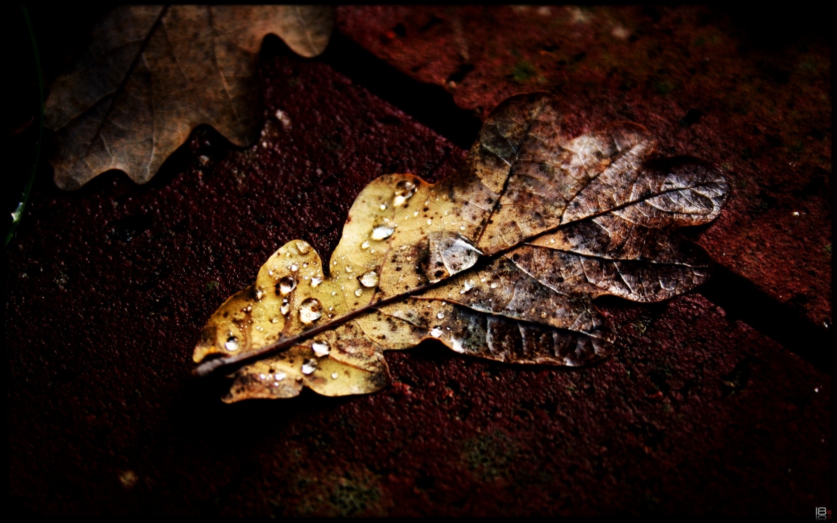 Brown Leaf On Ground