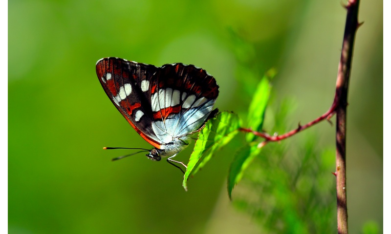Butterfly On Foliage