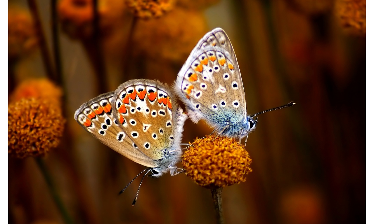Butterfly True Love
