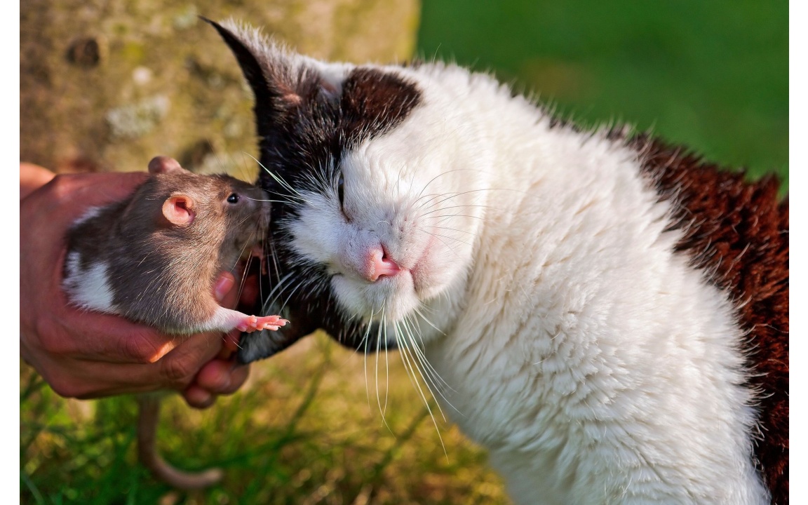 Cat Rat Love