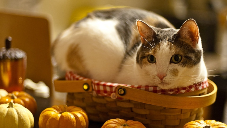 Cat Relax In Basket