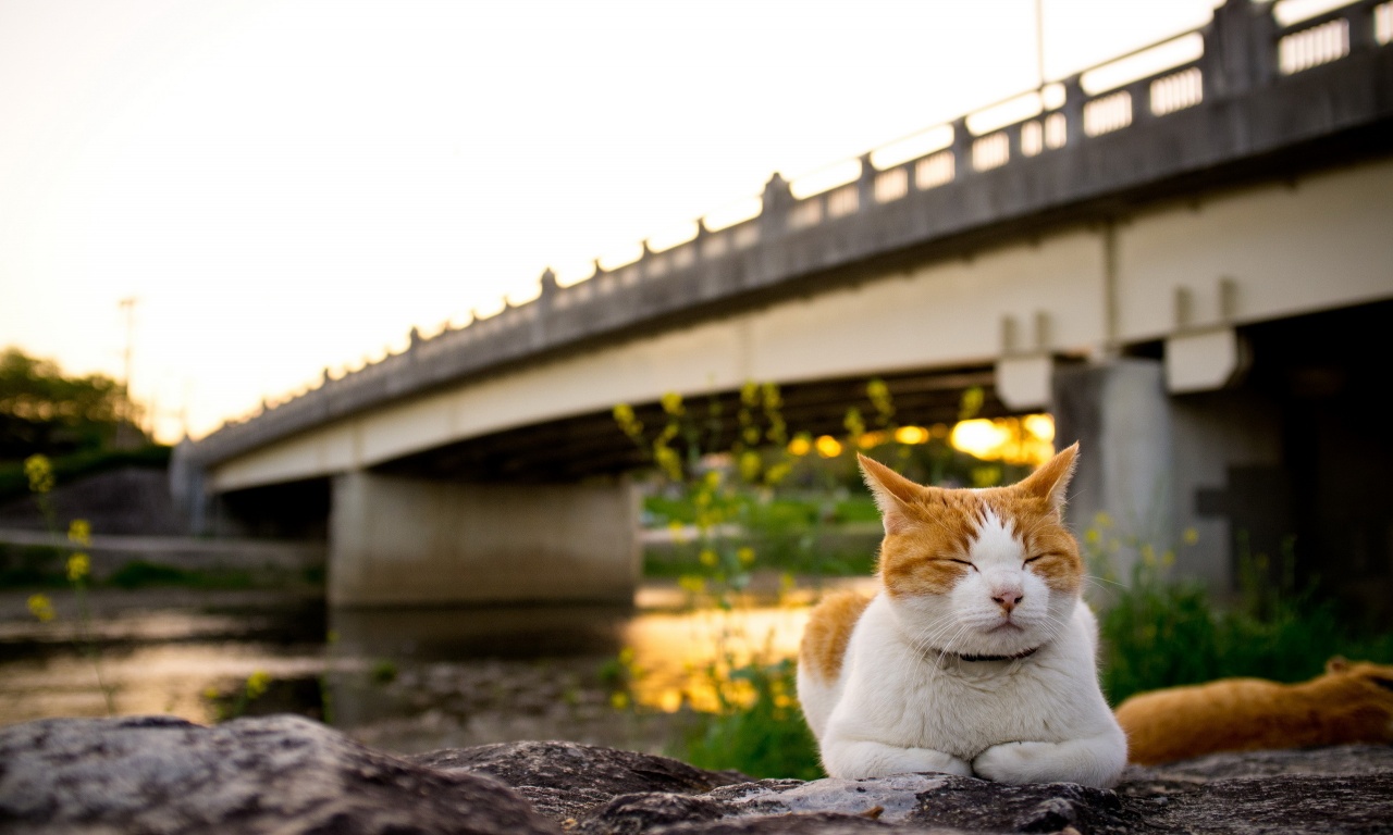 Cat Sitting At Bridge Near