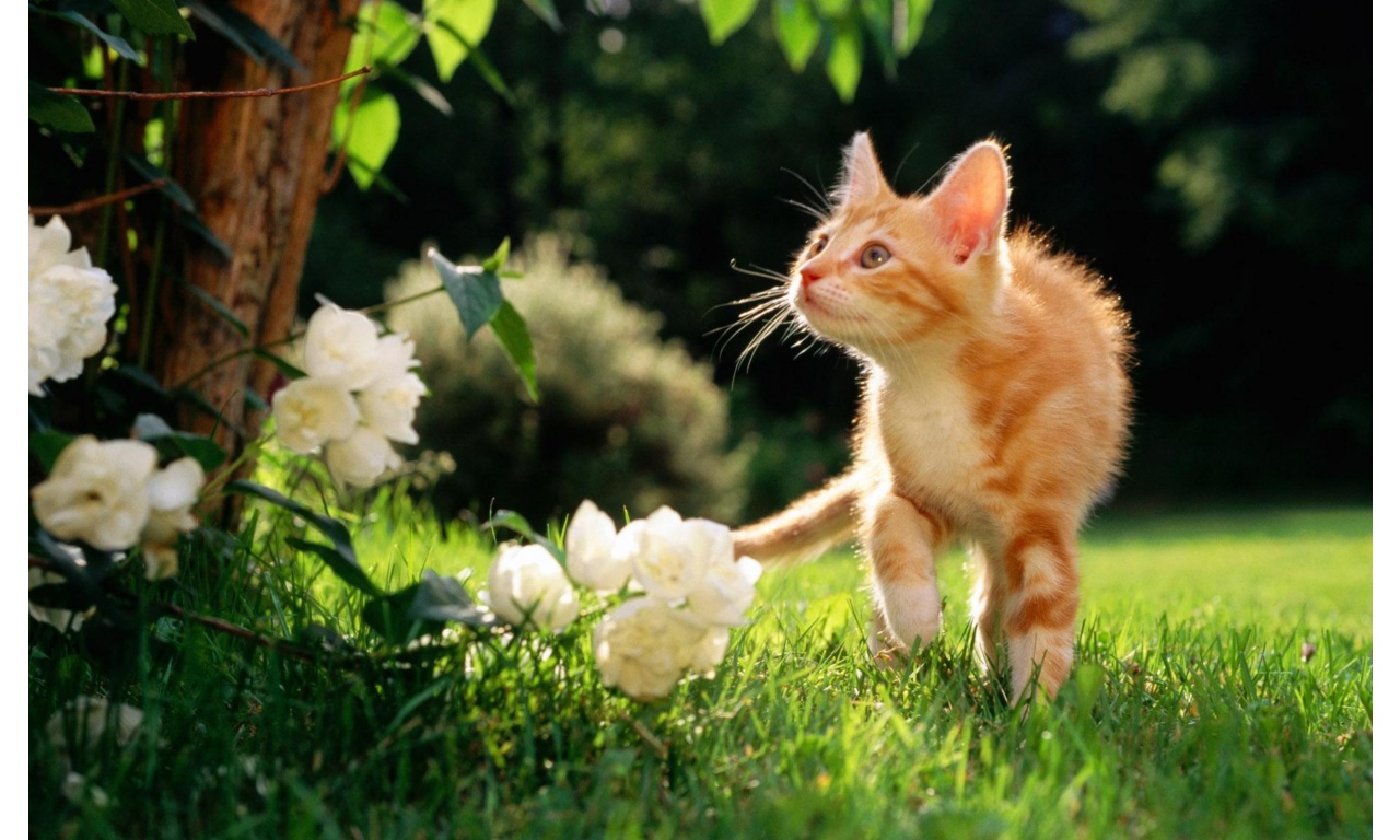Cat Walking In The Grass