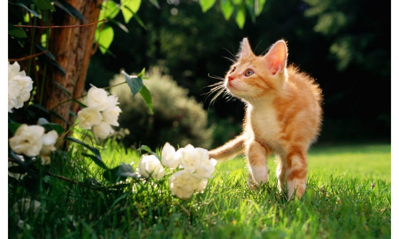 Cat Walking In The Grass