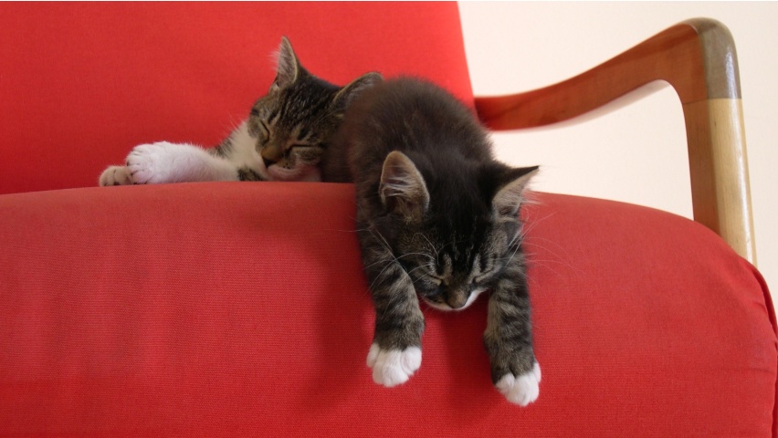 Cats Sleep In The Chair