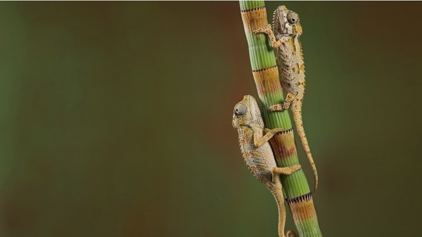 Chameleons Couple On Branch