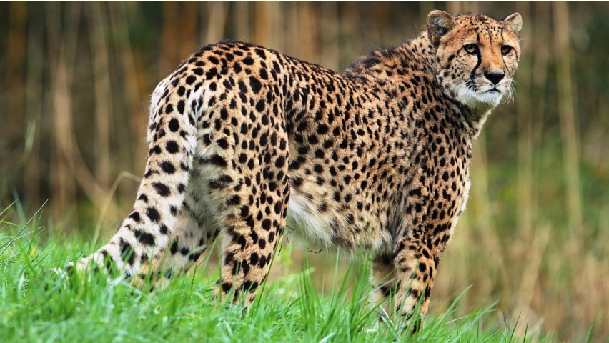 Cheetah And Grassland