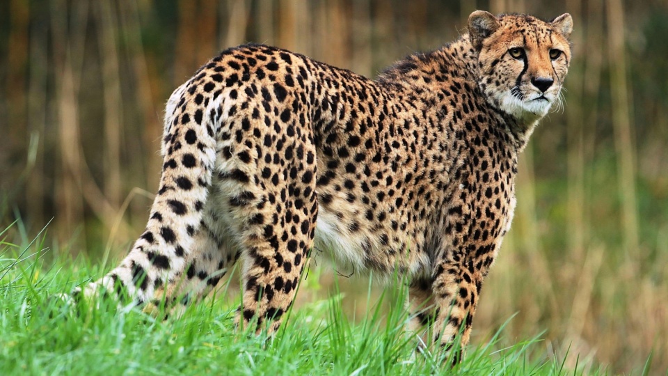 Cheetah And Grassland