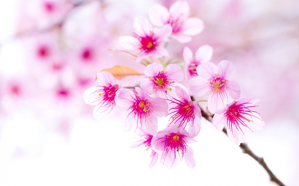 Cherry Blossom Pink Sakura Flower