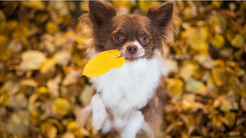 Chihuahua Dog Leaves Bokeh