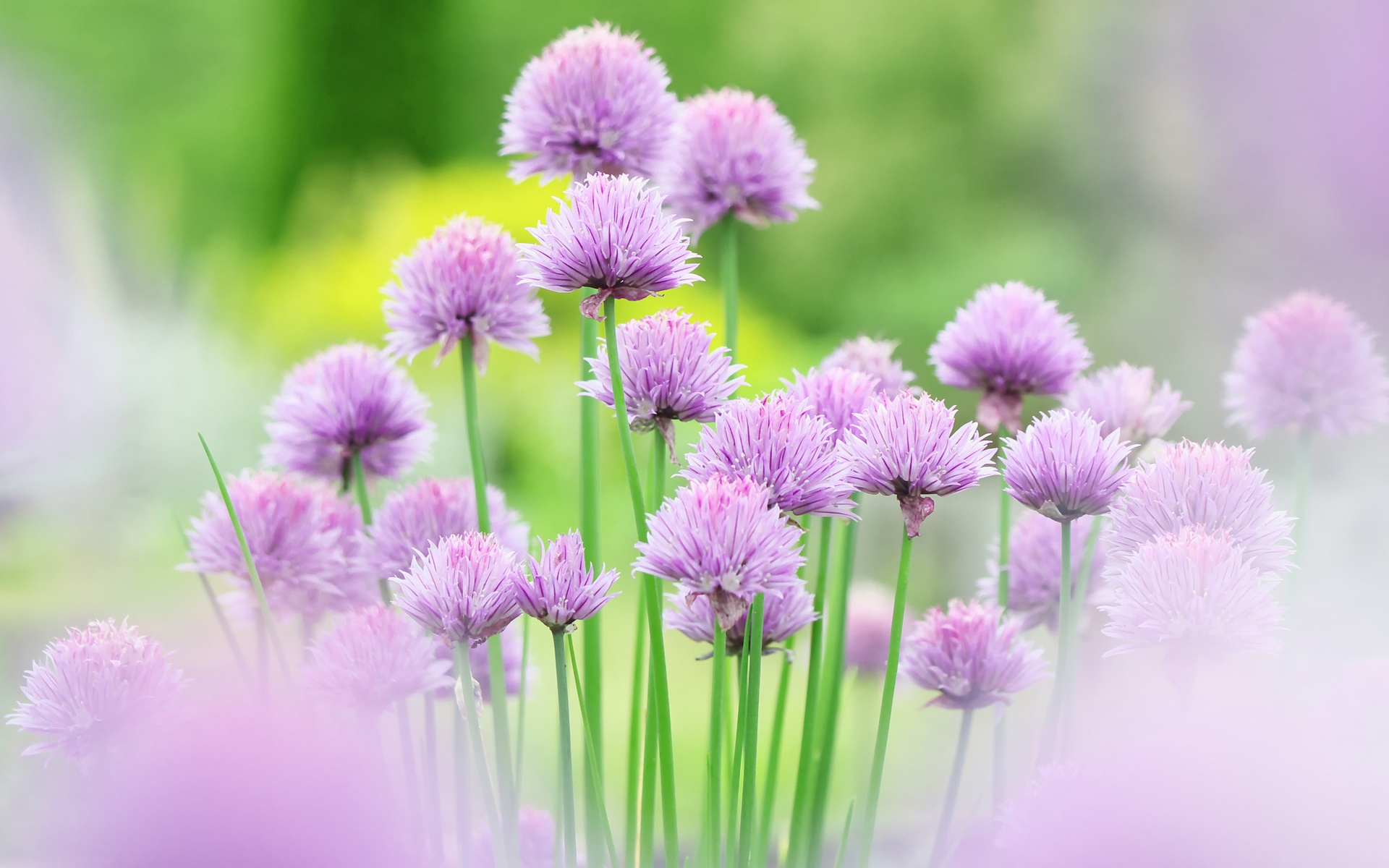 Chives Pink Flowers