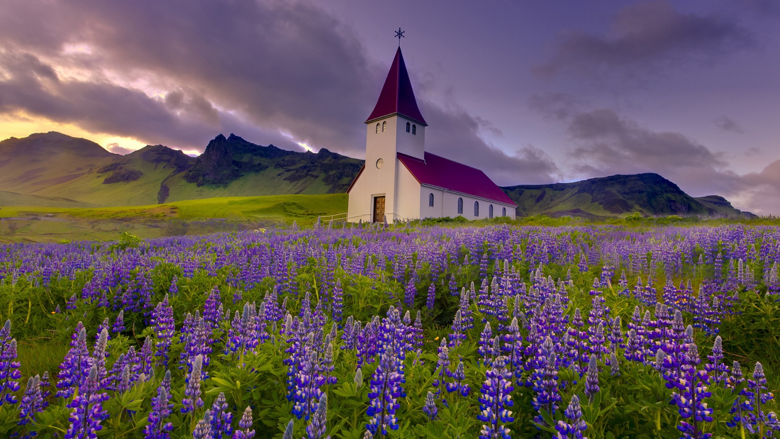 Church In Field Of Lupines