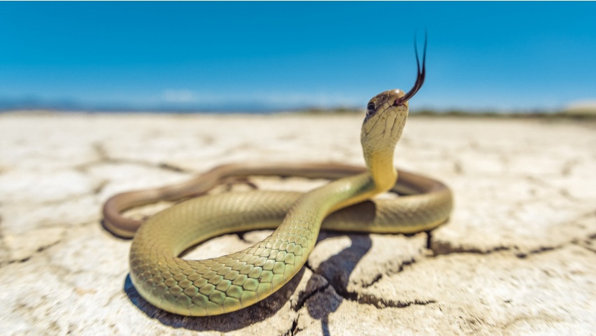 Cobras Pythons